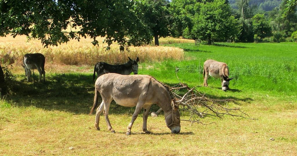Ferienwohnung Makowitschka Kreischa Rom bilde